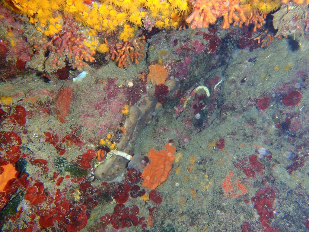 Le Casette Sul Mare Капо-Ватикано Экстерьер фото